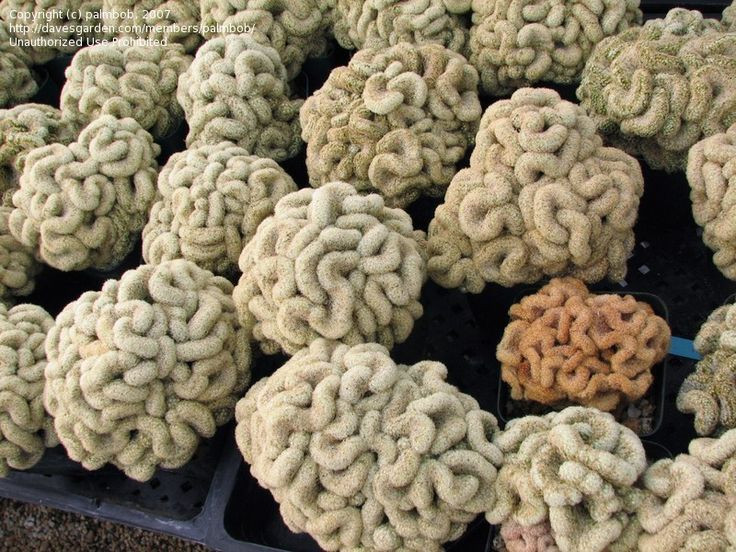  6. Sinh trưởng chậm nhưng sống rất lâu. Loài xương rồng này phát triển khá chậm, nhưng nếu được chăm sóc tốt, nó có thể sống hàng chục năm, trở thành một phần trang trí lâu dài cho không gian sống. Ảnh: Pinterest.