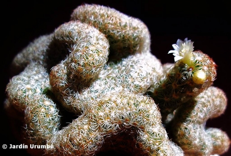  4. Ra hoa nhỏ nhưng đẹp. Dù có vẻ ngoài kỳ lạ, xương rồng não vẫn ra hoa. Hoa của nó thường nhỏ, màu hồng nhạt hoặc vàng, mọc ở phần mép thân, tạo điểm nhấn đặc biệt cho cây. Ảnh: llifle.com.