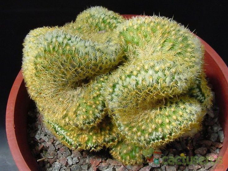  5. Có gai nhưng không quá nguy hiểm. Khác với nhiều loài xương rồng có gai sắc nhọn, xương rồng não có gai nhỏ, mảnh và mềm hơn, khiến nó trở thành một lựa chọn an toàn hơn cho những người mới chơi xương rồng. Ảnh: Pinterest.