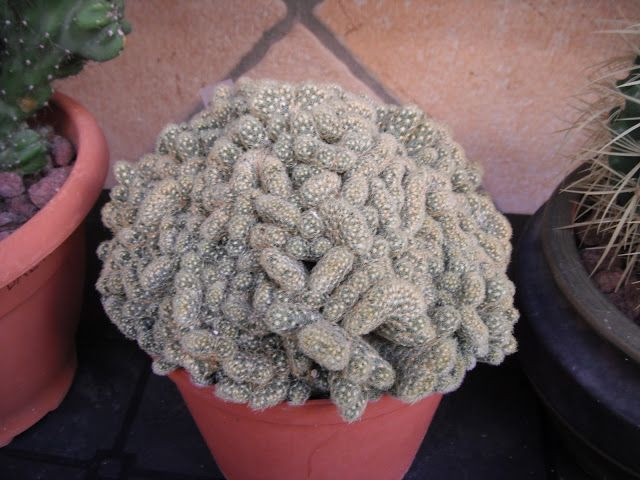  3. Có nguồn gốc từ Mexico. Loài xương rồng này có nguồn gốc từ các vùng khô hạn ở Mexico, nơi khí hậu nóng và đất cát khô cằn giúp chúng phát triển mạnh. Ảnh: Pinterest.