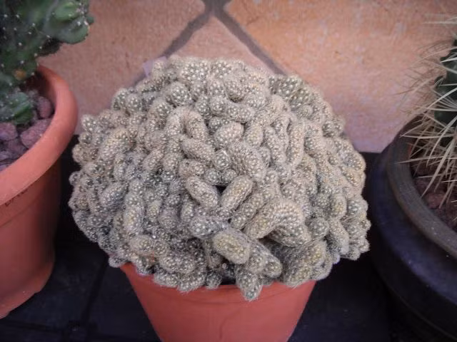  3. Có nguồn gốc từ Mexico. Loài xương rồng này có nguồn gốc từ các vùng khô hạn ở Mexico, nơi khí hậu nóng và đất cát khô cằn giúp chúng phát triển mạnh. Ảnh: Pinterest.