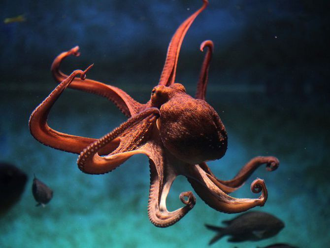  1. Bạch tuộc có 9 bộ não. Bạch tuộc có một bộ não trung tâm và 8 "bộ não phụ" trong mỗi xúc tu. Điều này giúp từng xúc tu có thể hoạt động độc lập, thậm chí đưa ra quyết định riêng biệt mà không cần tín hiệu từ bộ não chính. Ảnh: Pinterest.