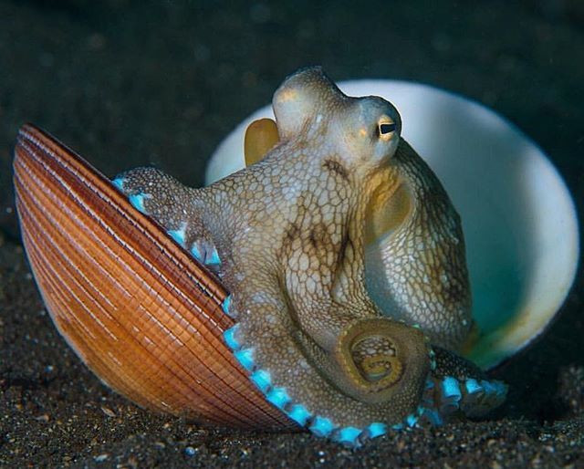  3. Chúng biết sử dụng công cụ. Ít loài động vật không xương có khả năng này, nhưng bạch tuộc có thể dùng vỏ sò, đá và thậm chí cả dừa để làm chỗ trú ẩn hoặc bảo vệ mình khỏi kẻ thù. Ảnh: Pinterest.