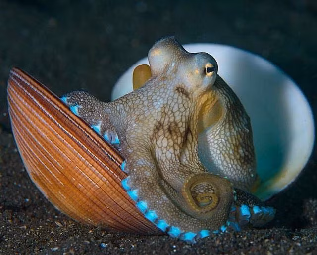  3. Chúng biết sử dụng công cụ. Ít loài động vật không xương có khả năng này, nhưng bạch tuộc có thể dùng vỏ sò, đá và thậm chí cả dừa để làm chỗ trú ẩn hoặc bảo vệ mình khỏi kẻ thù. Ảnh: Pinterest.