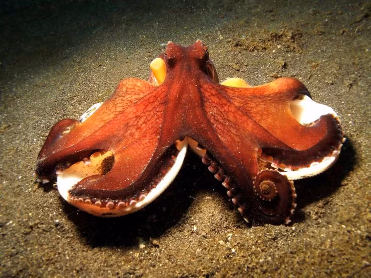  6. Ngụy trang đỉnh cao. Nhờ hàng nghìn tế bào sắc tố trong da, bạch tuộc có thể thay đổi màu sắc và kết cấu để hòa vào môi trường, đánh lừa kẻ săn mồi và con mồi. Ảnh: Pinterest.