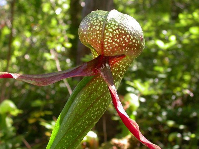  1. Hình dáng giống đầu rắn hổ mang. Tên gọi “ loa kèn hổ mang” (cobra lily) xuất phát từ hình dáng độc đáo của cây, với phần lá cong uốn lên trông giống như đầu rắn hổ mang đang bành mang, tạo vẻ ngoài khá “đáng sợ”. Ảnh: Pinterest.