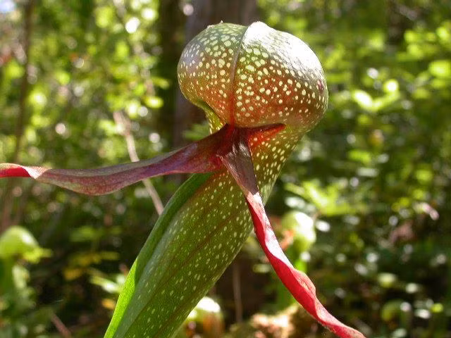  1. Hình dáng giống đầu rắn hổ mang. Tên gọi “ loa kèn hổ mang” (cobra lily) xuất phát từ hình dáng độc đáo của cây, với phần lá cong uốn lên trông giống như đầu rắn hổ mang đang bành mang, tạo vẻ ngoài khá “đáng sợ”. Ảnh: Pinterest.