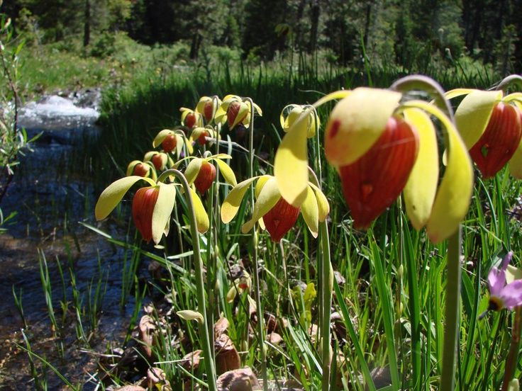  5. Hoa của nó rất khác so với lá bẫy. Dù có lá hình dáng kỳ dị, cây vòi voi lại có hoa màu đỏ hoặc vàng khá bình thường, mọc trên một thân dài, tách biệt hoàn toàn với bẫy để tránh thu hút nhầm côn trùng thụ phấn. Ảnh: Pinterest.