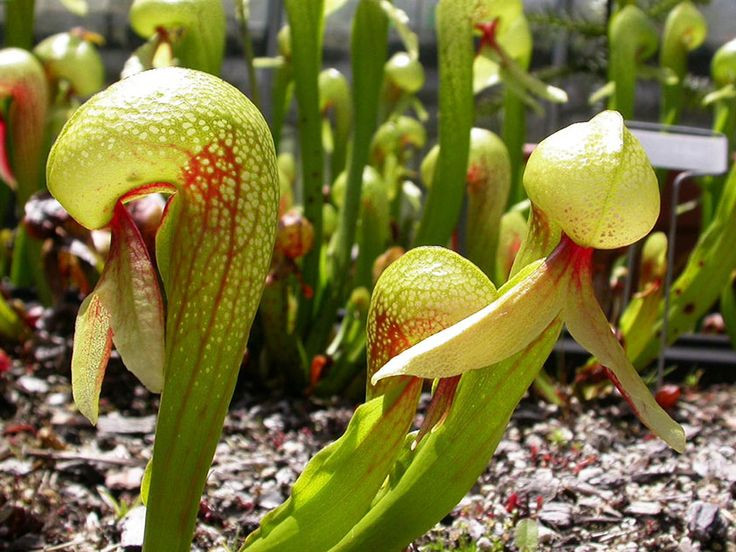  7. Cần bảo tồn do môi trường sống bị đe dọa. Do phạm vi sinh sống hẹp và sự xâm lấn của con người, loài cây này đang đối mặt với nguy cơ suy giảm số lượng. Việc bảo vệ môi trường tự nhiên của nó là rất quan trọng để đảm bảo sự tồn tại lâu dài. Ảnh: Pinterest.