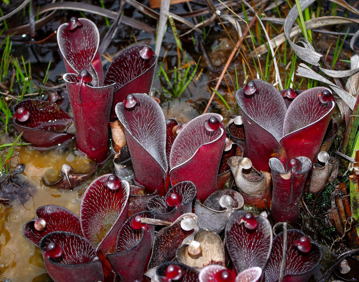  8. Giúp cân bằng hệ sinh thái. Mặc dù là cây ăn thịt, Heliamphora không chỉ săn côn trùng mà còn cung cấp nơi sống cho nhiều sinh vật nhỏ, tạo nên một hệ sinh thái cân bằng trên đỉnh núi Tepui. Ảnh: Pinterest.