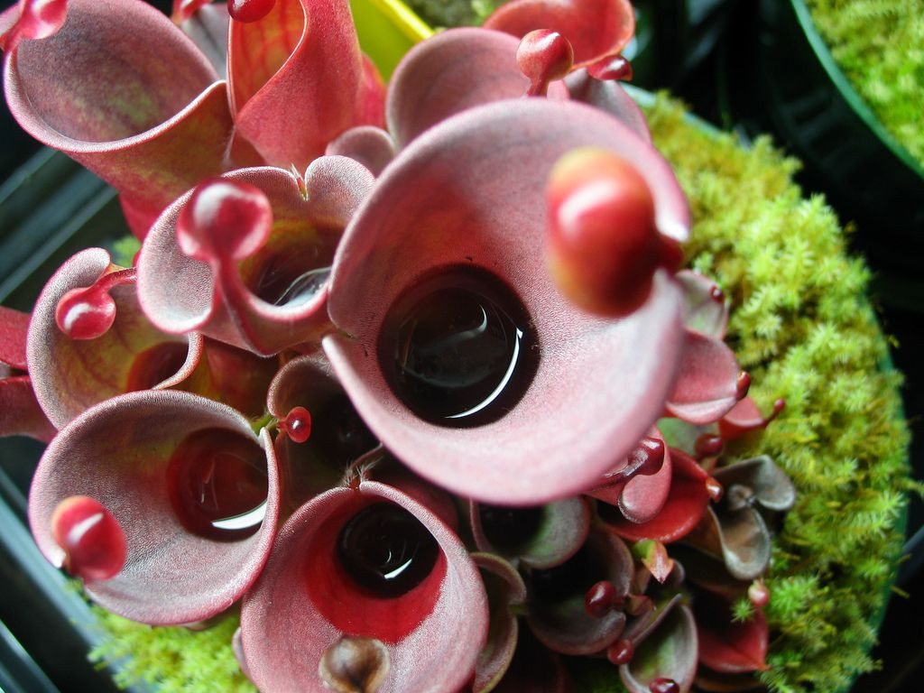  5. Hoa đẹp nhưng hiếm khi thấy. Heliamphora có hoa màu trắng, hồng hoặc đỏ mọc trên cuống dài, nhưng chúng hiếm khi nở trong điều kiện nuôi trồng. Ảnh: Pinterest.