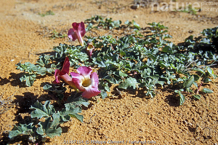  7. Châu Âu rất ưa chuộng thảo dược từ cây móng quỷ. Các nước châu Âu, đặc biệt là Đức và Pháp, đã nghiên cứu và ứng dụng cây móng quỷ trong y học hiện đại. Nó được sử dụng rộng rãi trong các loại viên uống hỗ trợ xương khớp và giảm đau tự nhiên. Ảnh: nplimages.infradoxxs.com.