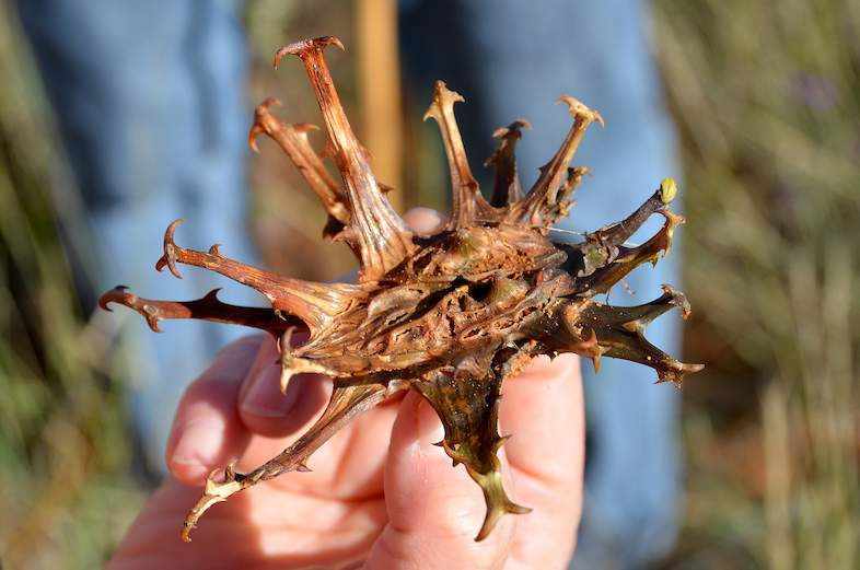  8. Việc thu hoạch cây móng quỷ cần được kiểm soát. Do nhu cầu cao trong ngành dược phẩm, cây móng quỷ đang bị khai thác quá mức, đe dọa đến sự tồn tại của nó trong tự nhiên. Một số tổ chức đã kêu gọi thực hiện các biện pháp thu hoạch bền vững để bảo vệ loài cây quý hiếm này. Ảnh: southafrica.co.za.