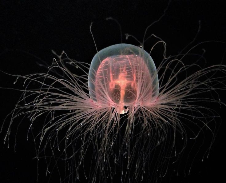  4. Khó bắt gặp trong tự nhiên. Dù có mặt ở nhiều đại dương trên thế giới, nhưng do kích thước nhỏ và vòng đời đặc biệt, Turritopsis dohrnii hiếm khi được bắt gặp trong tự nhiên. Ảnh: Pinterest.
