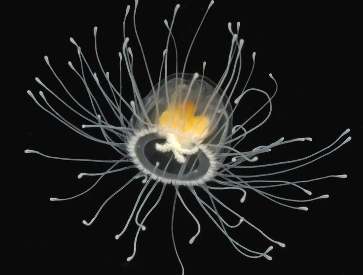  8. Có thể giúp con người tìm ra bí mật của sự trường sinh. Các nhà khoa học đang nghiên cứu khả năng tái tạo của Turritopsis dohrnii để tìm hiểu cách ứng dụng vào y học, như ngăn chặn lão hóa hoặc chữa lành tổn thương tế bào. Ảnh: Pinterest.