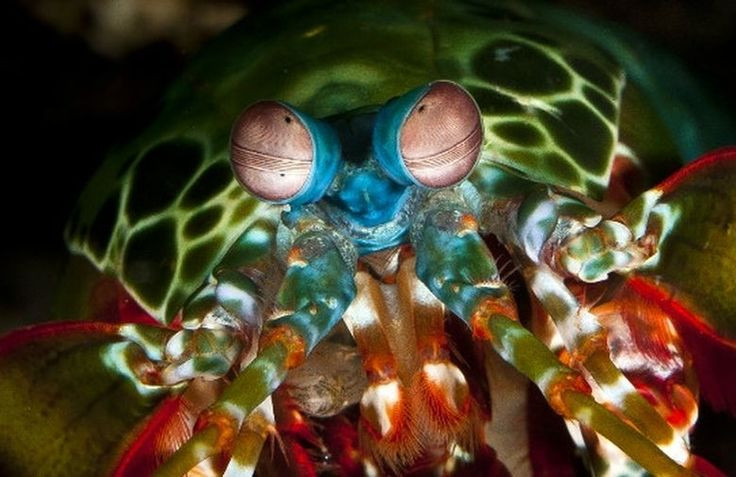  3. Đôi mắt siêu việt hơn bất kỳ loài nào trên Trái Đất. Mỗi mắt của tôm bọ ngựa có thể di chuyển độc lập và có đến 16 loại tế bào cảm nhận màu sắc, trong khi con người chỉ có 3. Điều này giúp chúng nhìn thấy ánh sáng cực tím (UV), ánh sáng phân cực, và nhiều dải màu mà chúng ta không thể nhìn thấy. Ảnh: Pinterest.