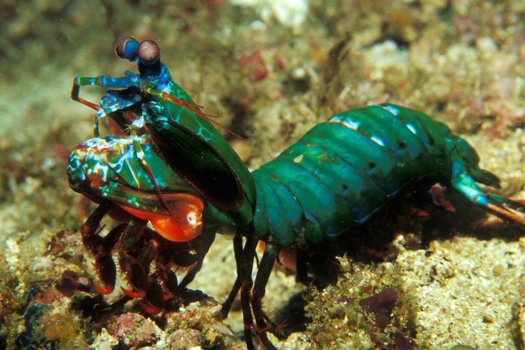  6. Một số loài có thể sống hơn 20 năm. Dù là động vật nhỏ bé, tôm bọ ngựa có thể sống khá lâu, với một số loài kéo dài hơn 20 năm trong tự nhiên. Ảnh: Pinterest.