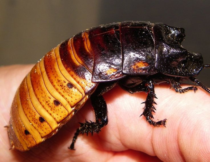  2. Chúng có thể "rít" như rắn. Không giống như hầu hết các loài gián khác, gián Madagascar có thể tạo ra âm thanh rít để giao tiếp, cảnh báo kẻ thù hoặc thu hút bạn tình. Chúng phát ra âm thanh này bằng cách đẩy không khí qua các lỗ thở trên cơ thể. Ảnh: Pinterest.