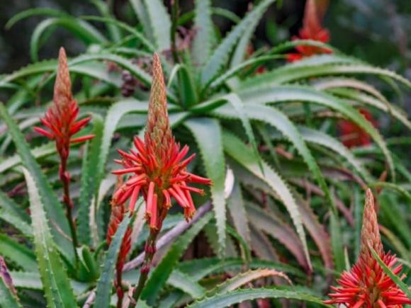 Cây nha đam ra hoa là một dấu hiệu tốt lành, dự báo công việc, học hành của các thành viên trong gia đình diễn ra thuận lợi. Hoa nha đam có thể dài tận 1 mét. Lúc còn non, hoa sẽ mọc thẳng đứng. Khi nở hết thì hoa rủ xuống trông như chùm pháo bông rực rỡ. 