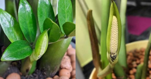 Cây kim tiền: Cây kim tiền là một trong những loại cây phong thủy được nhiều người ưa thích. Ngay từ cái tên, loại cây này đã mang đến cảm giác dồi dào về may mắn, tiền bạc.