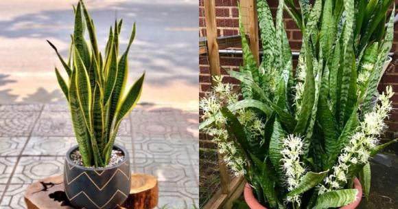 Hoa lưỡi hổ mọc từ thân. Khi thấy chồi xanh xuất hiện từ lá thì đó chính là dấu hiệu cây trở bông.