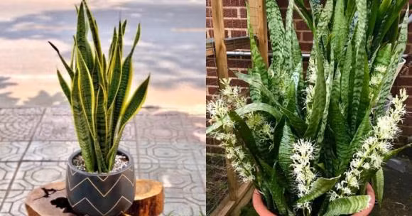 Hoa lưỡi hổ mọc từ thân. Khi thấy chồi xanh xuất hiện từ lá thì đó chính là dấu hiệu cây trở bông.