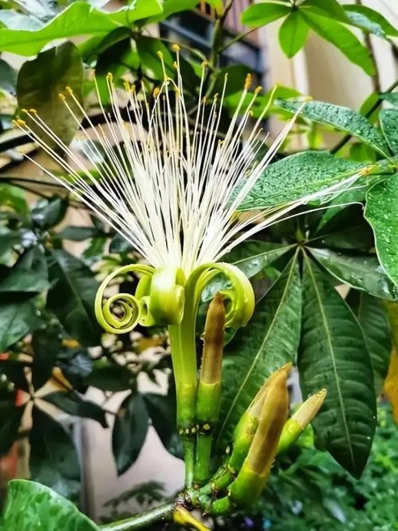 Có người cho rằng khi cây hạnh phúc nở hoa là kết quả hoàn hảo của đúng thời điểm, địa điểm và con người. Đó là “điềm lành” từ Chúa, báo hiệu bạn sẽ giàu có!