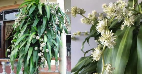 Cây thiết mộc lan khá dễ trồng nhưng không phải ai cũng có thể thấy cây ra hoa. Cây ra hoa chính là điềm báo may mắn, gia chủ như "bắt được vàng". Người ta tin rằng cây thiết mộc lan ra hoa là dấu hiệu đại sự sắp thành. Hoa thiết mộc lan có màu trắng hoặc nâu tím, mọc thành chùm to dài và có hương thơm dễ chịu. 