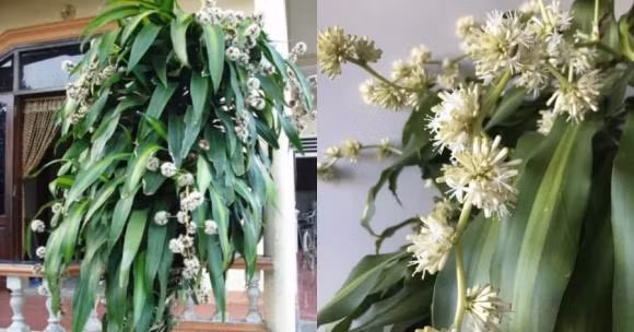 Cây thiết mộc lan khá dễ trồng nhưng không phải ai cũng có thể thấy cây ra hoa. Cây ra hoa chính là điềm báo may mắn, gia chủ như "bắt được vàng". Người ta tin rằng cây thiết mộc lan ra hoa là dấu hiệu đại sự sắp thành. Hoa thiết mộc lan có màu trắng hoặc nâu tím, mọc thành chùm to dài và có hương thơm dễ chịu. 