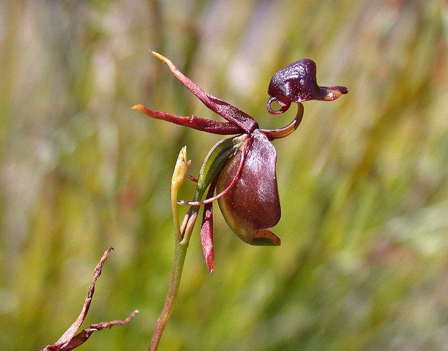  3. Sử dụng bẫy để thu hút và thụ phấn bằng côn trùng. Loài hoa này sử dụng một cơ chế bẫy đặc biệt để dụ các loài ong cắt lá đực (Thynnid wasp). Khi con ong đáp xuống "đầu" của hoa, một phần của cánh hoa sẽ gập xuống đột ngột, giữ chặt con ong và ép nó tiếp xúc với nhụy hoa để thụ phấn. Ảnh: Pinterest.