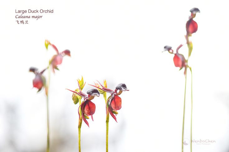  4. Màu sắc đặc trưng là đỏ tía và nâu sẫm. Cánh hoa của Caleana major thường có màu đỏ tía, nâu sẫm hoặc đôi khi hơi xanh, giúp nó hòa hợp với môi trường tự nhiên để tránh bị động vật ăn cỏ phát hiện. Ảnh: Pinterest.