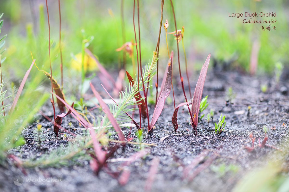 8. Không thể trồng trong điều kiện nhân tạo. Loài hoa này có một mối quan hệ cộng sinh đặc biệt với nấm trong môi trường tự nhiên. Vì thế, dù rất được ưa chuộng, nhưng đến nay chưa ai có thể trồng nó thành công bên ngoài môi trường hoang dã. Ảnh: Pinterest.