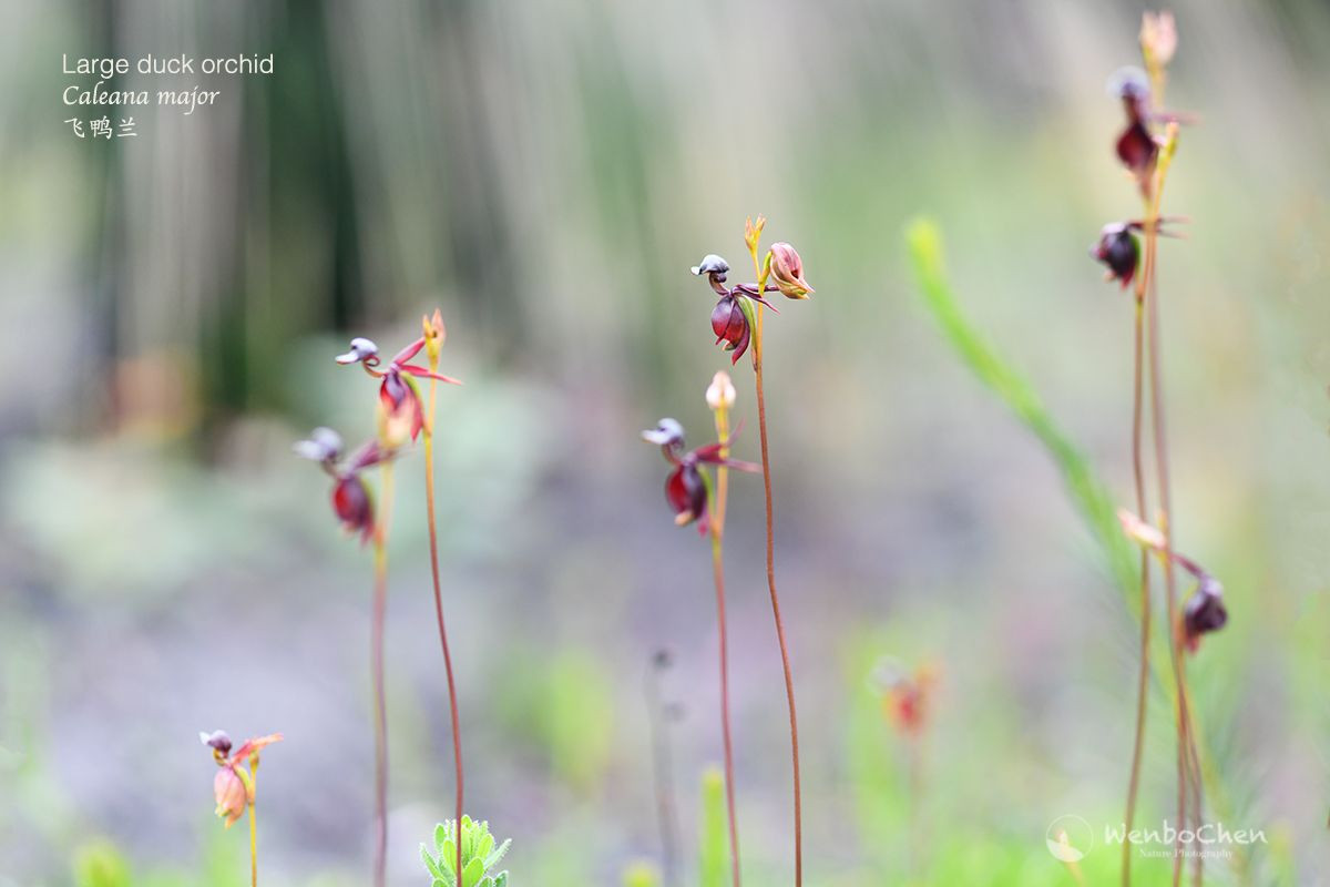 5. Nở hoa vào mùa xuân và đầu hè. Hoa lan vịt bay thường nở từ tháng 9 đến tháng 1 (mùa xuân và đầu hè ở Úc). Đây là thời điểm các loài ong cắt lá hoạt động mạnh nhất để giúp loài hoa này thụ phấn. Ảnh: Pinterest.