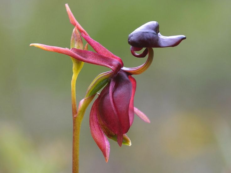  7. Là biểu tượng của sự kỳ diệu trong thiên nhiên. Với hình dạng độc đáo và cách thức thụ phấn thông minh, hoa lan vịt bay được xem là một minh chứng cho sự sáng tạo tuyệt vời của tự nhiên và khả năng thích nghi của thực vật. Ảnh: Pinterest.