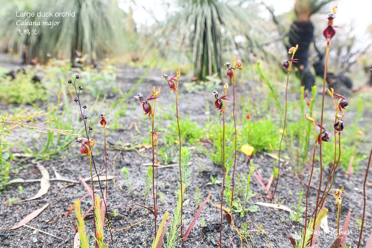  6. Chỉ cao khoảng 20 cm. Cây hoa lan vịt bay có kích thước khá nhỏ, chỉ cao khoảng 20 cm, với những bông hoa có kích thước khoảng 2 cm. Ảnh: Pinterest.