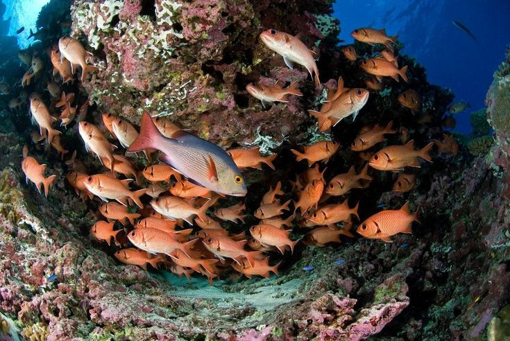  6. San hô và sinh vật biển phong phú. Vùng nước quanh đảo có hệ sinh thái san hô đa dạng, là nơi sinh sống của nhiều loài cá, động vật giáp xác và động vật thân mềm. Các rạn san hô này đóng vai trò quan trọng trong việc bảo vệ đảo khỏi sóng biển và duy trì đa dạng sinh học. Ảnh: Pinterest.