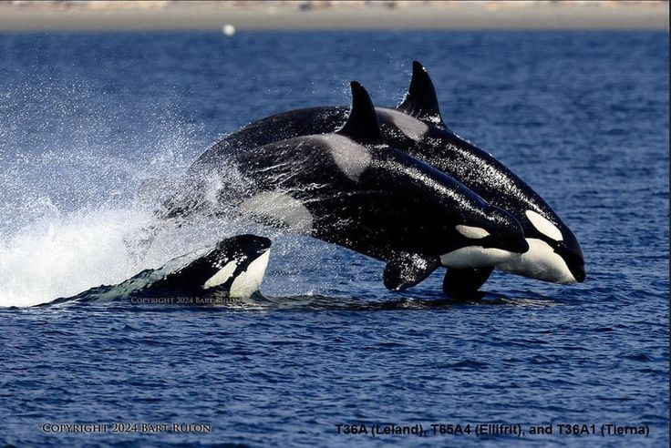  4. Chúng có ngôn ngữ riêng. Mỗi nhóm cá voi sát thủ có một "tiếng địa phương" khác nhau, cho phép chúng giao tiếp và nhận diện thành viên trong đàn. Ảnh: Pinterest.