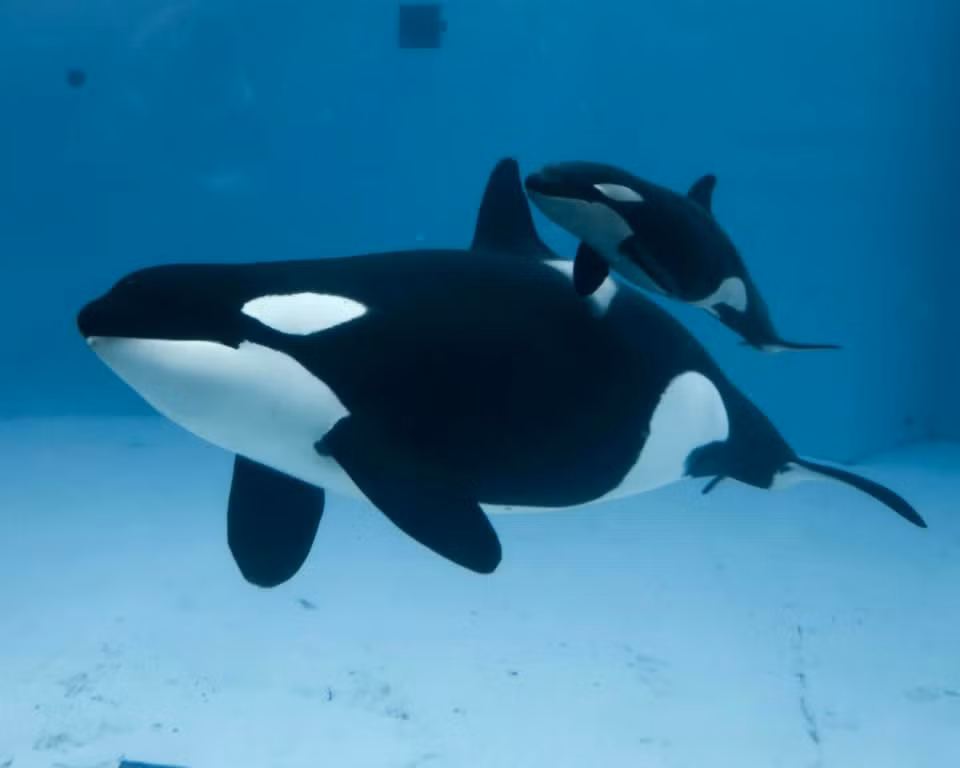  3. Chúng không tấn công con người trong tự nhiên. Dù là động vật săn mồi hàng đầu, không có trường hợp cá voi sát thủ hoang dã nào tấn công con người được ghi nhận. Ảnh: Pinterest.