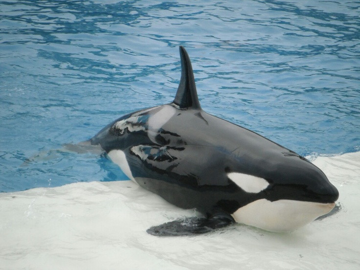  8. Cá voi sát thủ có khả năng bắt chước giọng nói con người. Trong điều kiện nuôi nhốt, một số con cá voi sát thủ đã được ghi nhận có thể bắt chước một số từ tiếng Anh đơn giản. Ảnh: Pinterest.
