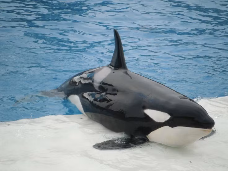  8. Cá voi sát thủ có khả năng bắt chước giọng nói con người. Trong điều kiện nuôi nhốt, một số con cá voi sát thủ đã được ghi nhận có thể bắt chước một số từ tiếng Anh đơn giản. Ảnh: Pinterest.