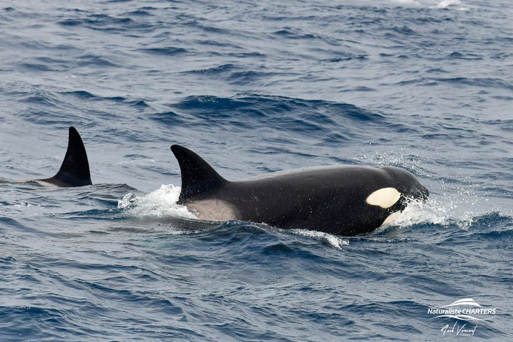  5. Chúng có cấu trúc xã hội bền vững. Cá voi sát thủ sống theo đàn mẫu hệ, nơi con cái lớn tuổi nhất thường là thủ lĩnh và hướng dẫn đàn săn mồi, di chuyển. Ảnh: Pinterest.