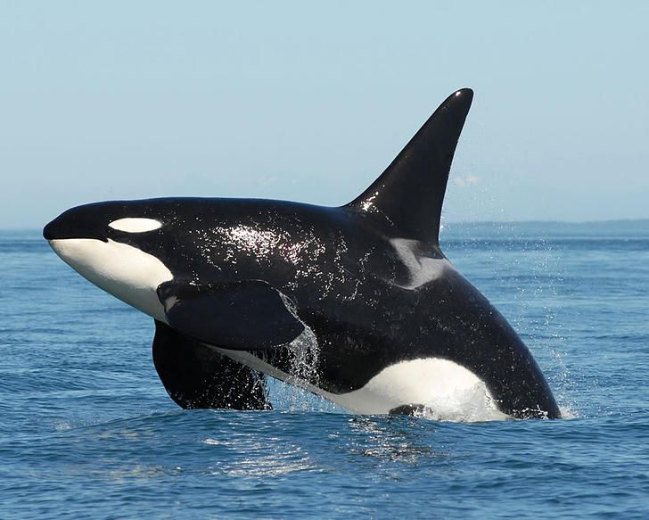  7. Cá voi sát thủ có tuổi thọ đáng kinh ngạc. Con cái có thể sống hơn 90 năm, trong khi con đực thường sống khoảng 50-60 năm. Ảnh: Pinterest.