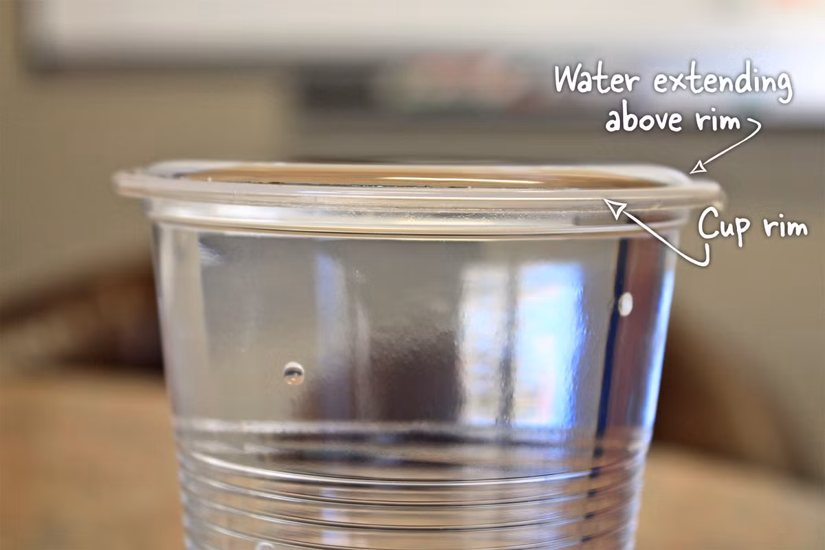  4. Giúp nước dâng cao hơn mép cốc mà không tràn. Nhờ sức căng bề mặt, nước có thể tạo thành một vòm nhô cao hơn mép cốc trước khi tràn ra, vì các phân tử nước dính chặt với nhau. Ảnh: moananursery.com.