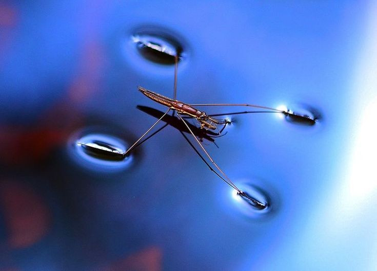  2. Là nguyên nhân giúp côn trùng "đi trên mặt nước". Những loài côn trùng như bọ nước có thể di chuyển trên mặt nước mà không chìm nhờ sức căng bề mặt tạo ra một “lớp màng” đủ mạnh để nâng đỡ chúng. Ảnh: Pinterest.