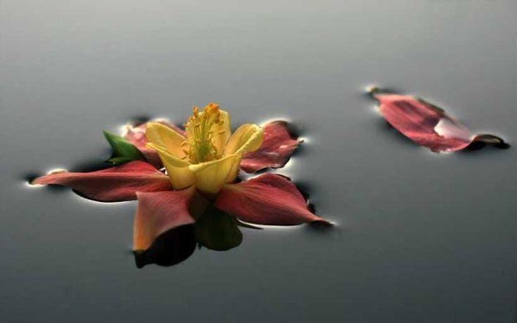  6. Xà phòng và chất tẩy rửa có thể làm giảm sức căng bề mặt. Xà phòng hoạt động như một chất hoạt động bề mặt (surfactant), phá vỡ liên kết giữa các phân tử nước, giúp giảm sức căng bề mặt, từ đó làm sạch dầu mỡ dễ dàng hơn. Ảnh: Pinterest.