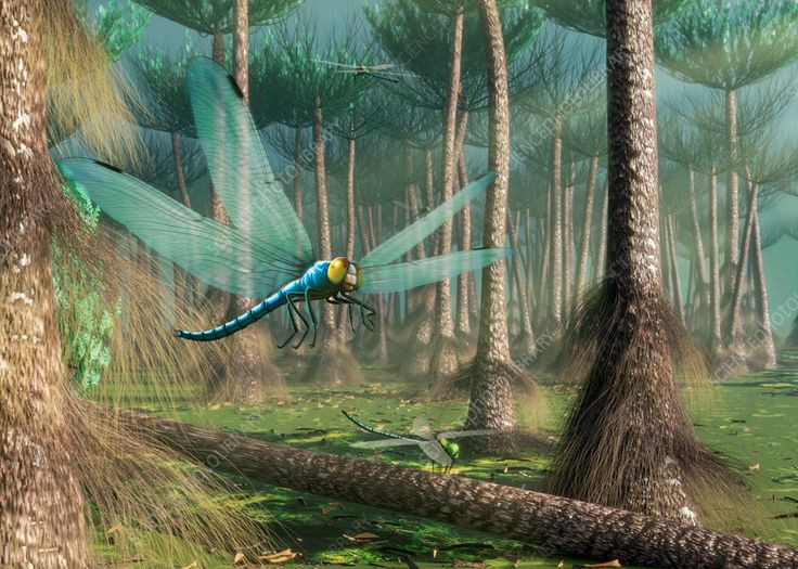  5. Có đôi mắt siêu nhạy. Giống như chuồn chuồn ngày nay, Meganeura có đôi mắt kép khổng lồ, giúp nó phát hiện con mồi từ khoảng cách xa và phản ứng cực nhanh trong không trung. Ảnh: Pinterest.