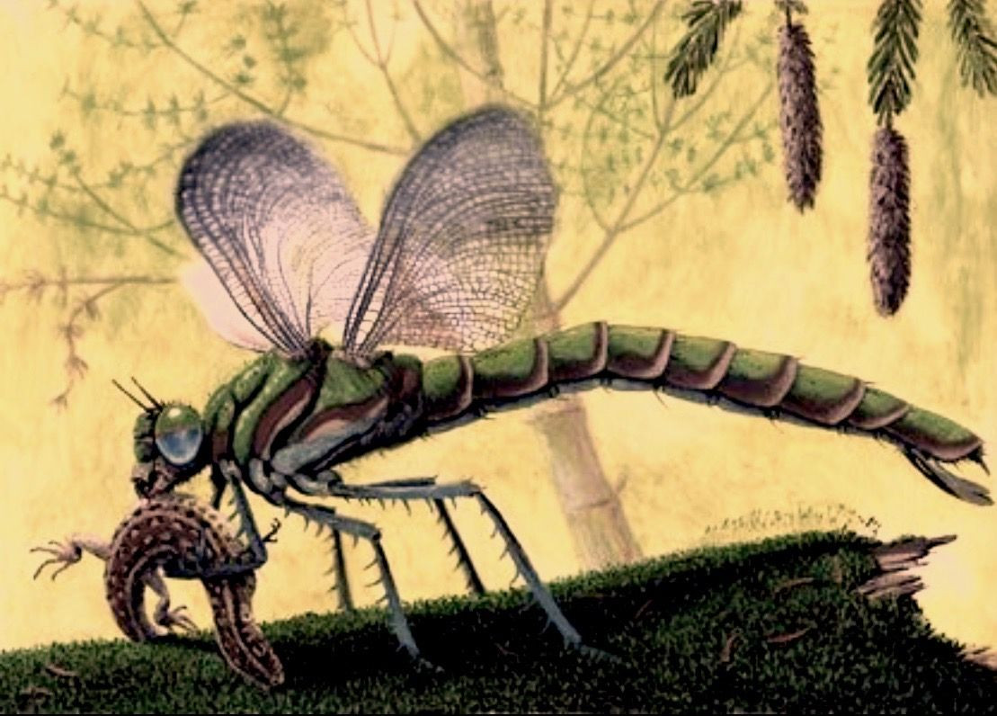  4. Là một trong những động vật săn mồi trên không đầu tiên. Meganeura là một loài săn mồi đáng sợ, sử dụng đôi mắt lớn và đôi cánh mạnh mẽ để săn bắt côn trùng nhỏ và thậm chí cả động vật lưỡng cư sơ khai. Ảnh: Pinterest.