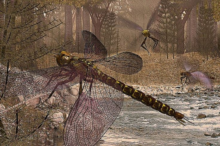  9. Biến mất cùng với sự thay đổi khí hậu. Khi kỷ Than Đá kết thúc, khí hậu thay đổi và hàm lượng oxy giảm xuống, các loài côn trùng khổng lồ như Meganeura không thể tồn tại và bị tuyệt chủng. Ảnh: Pinterest.