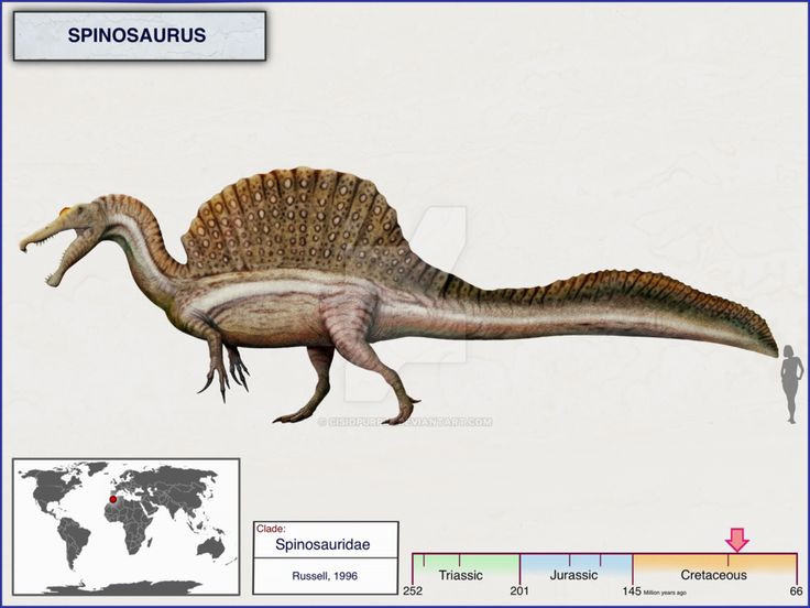  1. Là loài khủng long ăn thịt lớn nhất từng được biết đến. Spinosaurus có thể dài tới 16-18 mét và nặng từ 7-20 tấn, vượt qua cả Tyrannosaurus rex và Giganotosaurus về kích thước, khiến nó trở thành loài khủng long ăn thịt lớn nhất từng tồn tại. Ảnh: Pinterest.