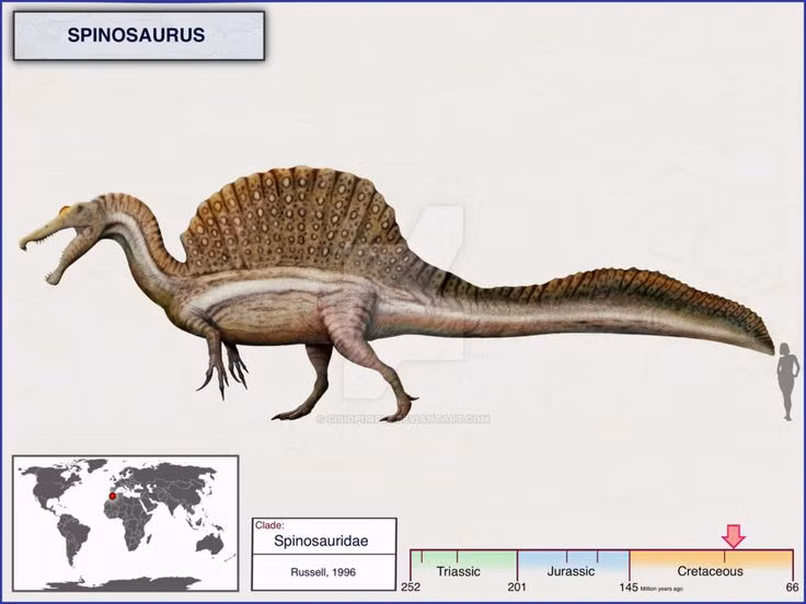  1. Là loài khủng long ăn thịt lớn nhất từng được biết đến. Spinosaurus có thể dài tới 16-18 mét và nặng từ 7-20 tấn, vượt qua cả Tyrannosaurus rex và Giganotosaurus về kích thước, khiến nó trở thành loài khủng long ăn thịt lớn nhất từng tồn tại. Ảnh: Pinterest.